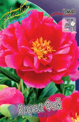 Пион Корал Фэй (упаковка 1шт) 3198