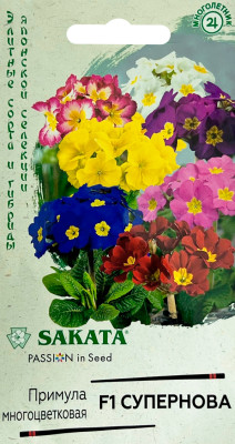 Примула Супернова F1, полиантовая 4шт. Саката серия Эксклюзив