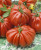 Томат Ругантино F1 3шт Томат Ругантино F1 3шт