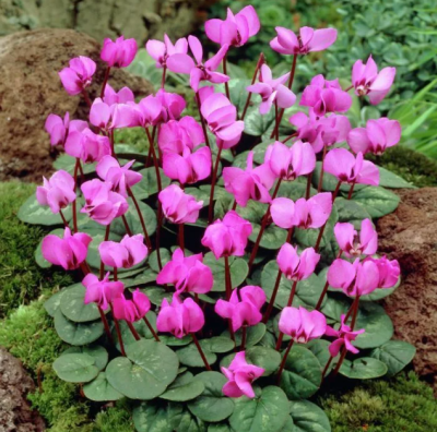 Цикламен Косский, гибрид 2шт