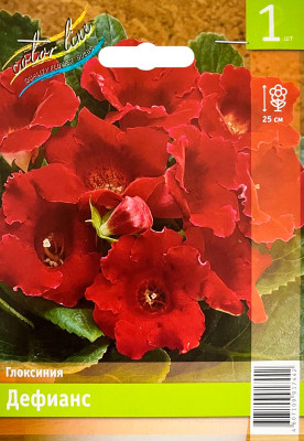 Глоксиния Дефианс (1шт)