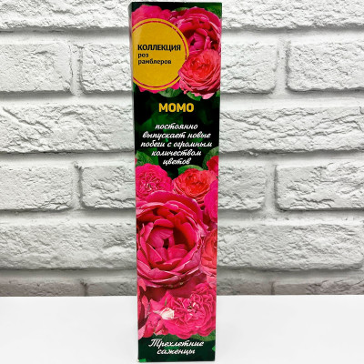 Роза рамблер МОМО