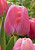 Тюльпан Пинк Прайд (1шт) 2431