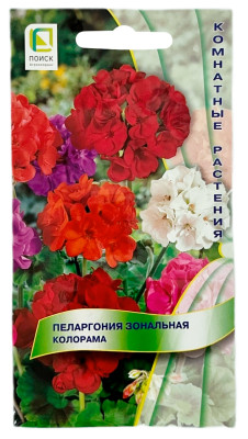 Пеларгония зональная КОЛОРАМА ПОИСК