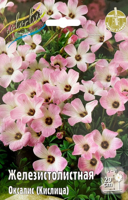 Оксалис (кислица) Железистолистная (10)