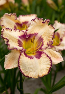 Лилейник Антик Линен (1шт) 10770