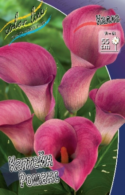 Калла Каптейн Романс (1шт) 996