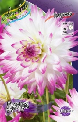 Георгин Джура (1шт) 3596