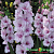 Гладиолус Сиреневая свадьба (1шт) 123864