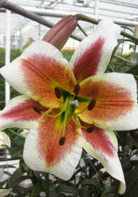 Лилия Мистер Райт (1шт) 7296