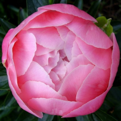 Пион Розовый (1шт) 6603