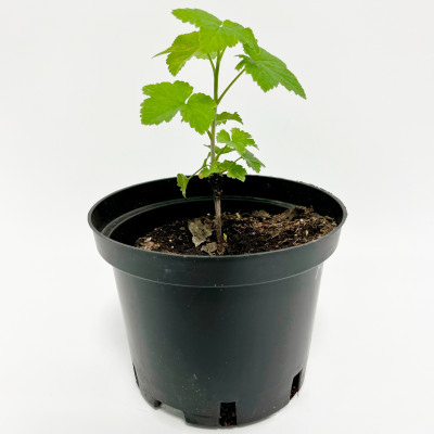 Смородина красная Ролан (3)