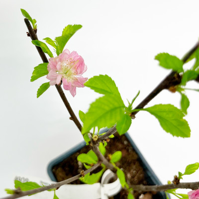 Миндаль трехлопастный Розенмунт (Р9)