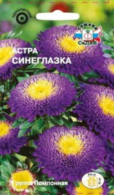 Астра Синеглазка (помпонная)