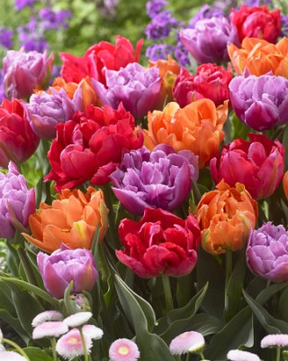 Тюльпан Махровые Ранние Смесь (1шт)