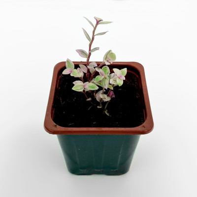 Коллизия саженцы микс