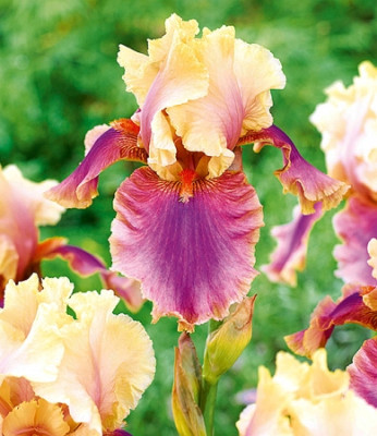 Ирис Германский Колетт Турилле (1шт) 5770