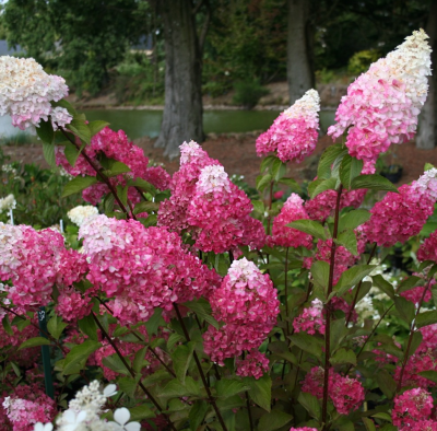 Гортензия метельчатая Фрейз Мельба 7299