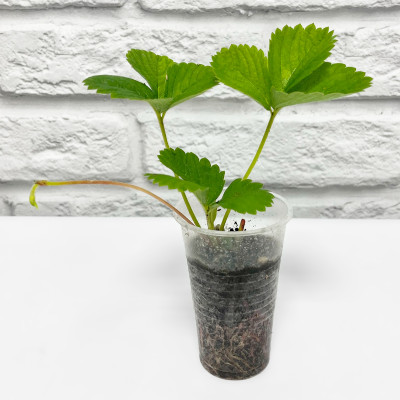 Клубника ЛИМАЛЕКСИЯ рассада