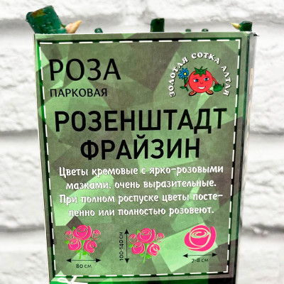 Роза парковая РОЗЕНШТАДТ ФРАЙЗИН описание