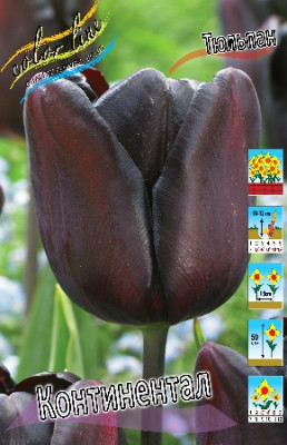 Тюльпан Континентал (1шт) 6699