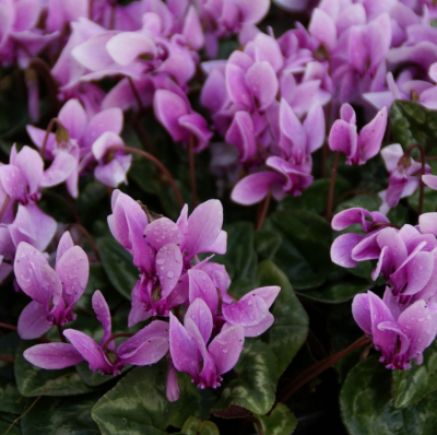 Цикламен Плющелистный 2шт