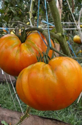 Томат Ананас 5шт