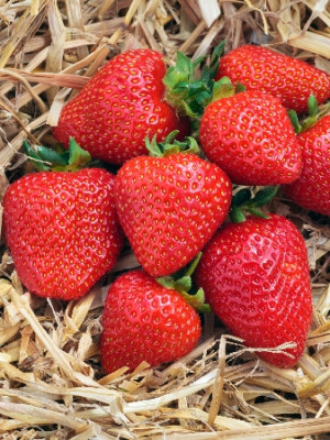 Земляника (Клубника) Флэр (5) 4566