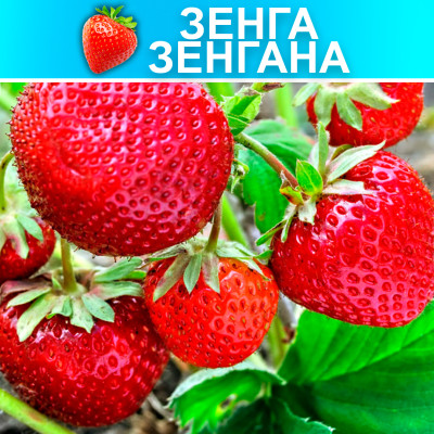 Земляника (Клубника) Зенга Зенгана в кассете
