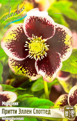 Морозник Притти Эллен Споттед (1шт)