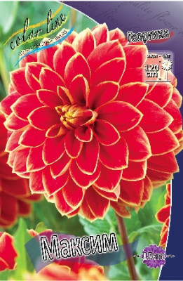 Георгин Максим (1шт) 4393