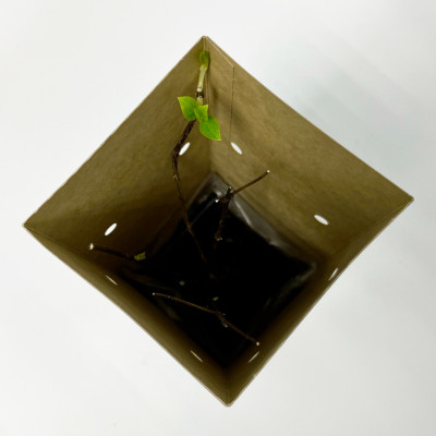 Гортензия метельчатая Юник (С1)