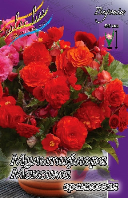 Бегония Мультифлора Максима Оранжевая (1шт) 3498