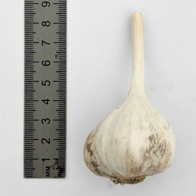 Чеснок Комсомолец (2)