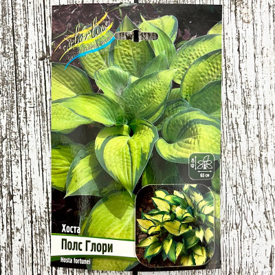 Хоста ПОЛС ГЛОРИ