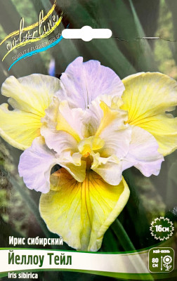 Ирис Йеллоу Тейл (1шт)