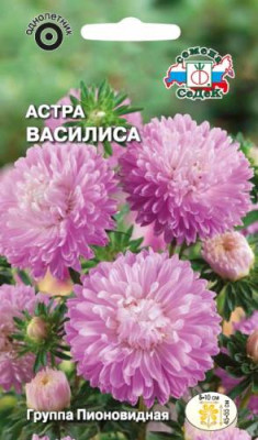 Астра Василиса (пионовидная, розовая)