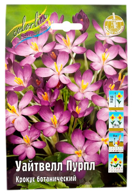 Крокус УАЙТВЕЛЛ ПУРПЛ ботанический