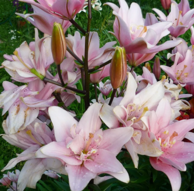 Лилия Бентли (1шт)