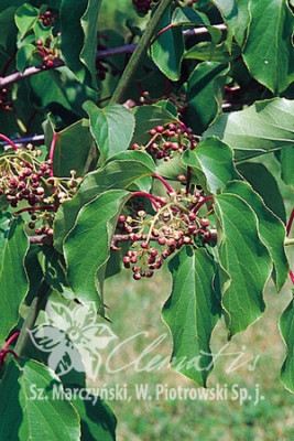 Актинидия аргута Вейки (муж.) 7488