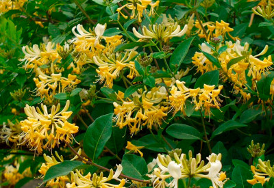 Жимолость Грэкхам Томас