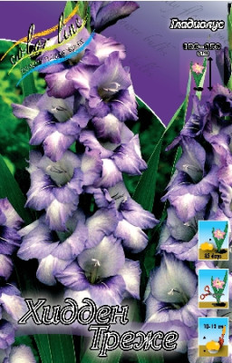 Гладиолус Хидден Треже (1шт) 2857