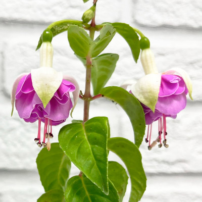 Фуксия саженцы микс (3)