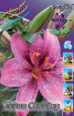 Лилия Тайни Спайдер (1шт) 260