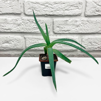 Алоэ саженцы микс (2)