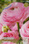 Ранункулюс Пикоти Розовый (10шт) Ранункулюс Пикоти Розовый (10шт)