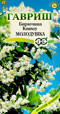 Бирючина Квихоу Молодушка ГАВРИШ