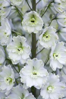 Дельфиниум Алиса (1шт) 4423