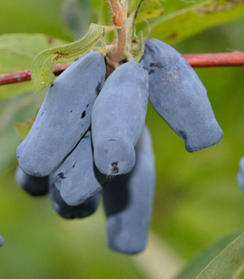 Жимолость Бакчарская Юбилейная 5696