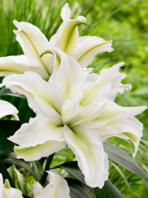 Лилия Росели Анника (1шт) 7254